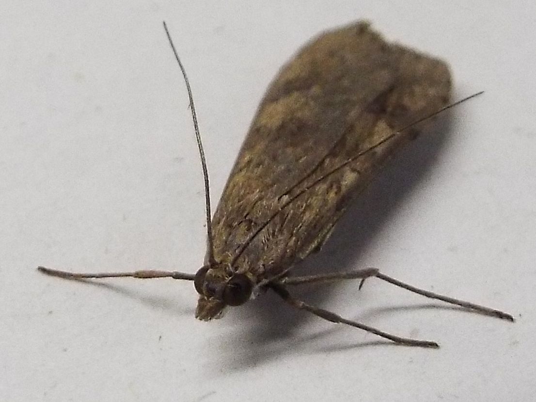 Nomophila noctuella (Crambidae)